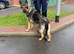 Working line German shepherd female