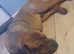 Rottweiler/ Sharpie Male