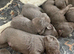 Silver Labrador puppies