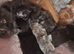 Main coon kittens