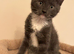 Beautiful 9 week grey female kitten