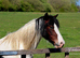 Stunning fresian x cob for sale