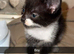 3 kittens 1 boy 2 girls