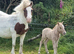 Mare&foal