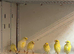 Rylander Canaries