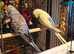 young  budgies available  young male & female