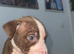 American bulldog