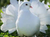 White fantail