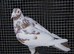 Meulemans racer breeder pair in Wembley
