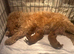 toy cavapoo 1 boy left!!!