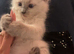 5 Ragdoll kittens - 3 boys and 1 girl
