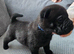 Chow Pei for sale