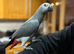 african grey