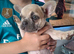 French bulldog pups (kc reg )