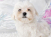 Gorgeous Maltese puppies looking for new homes, 1 boy and 1 girl