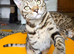 Gorgeous Brown Rosetted Boy Available