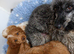 Beautiful F1 cockapoo puppies