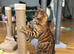 Female bengal