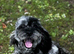 Female Merle Cavapoo for rehome
