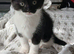 Kitten