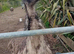 Emus