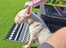 English bull terrier female