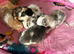 4 beautiful diluted calico ready now