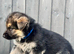STRAIGHT BACKED GERMAN SHEPHERD PUPPIES FOR SALE