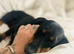 4yr old miniature dachshund