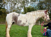 Gorgeous 14.2 Cob Mare