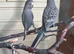 Lovely black face budgies pair