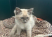 Traditional siamese 1 girl left