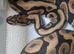 Male spotnose 66%het clown