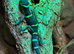 Young Chinese Cave Geckos (Hainanensis)