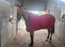 10 year old bay TB mare.