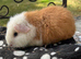 Teddy girl guniea pigs
