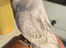 Tame baby budgies straight from parents