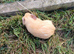 Guinea pigs for sale