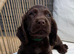 Working chocolate puppies