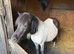 Beautiful boy looking for a loan or forever home