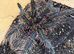 Tarantulas & jumping spiders!