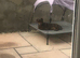 Dachshunds looking for new homes