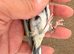X2 bbc male goldfinches