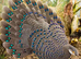 Gray pecock pheasant