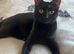 Male cat