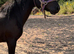 Yearling reg dales gelding