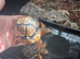 2 x young leopard tortoises