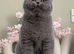 Bsh female kitten