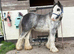REDUCED - Mini cob colt blue blagdon