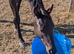 2 year old TB Filly